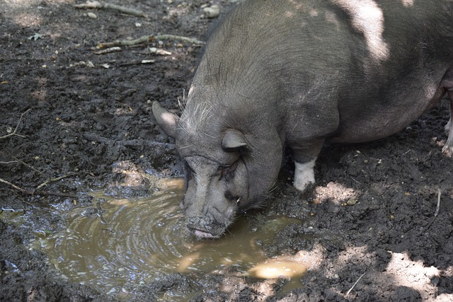 伍來自足球 伍來自足球